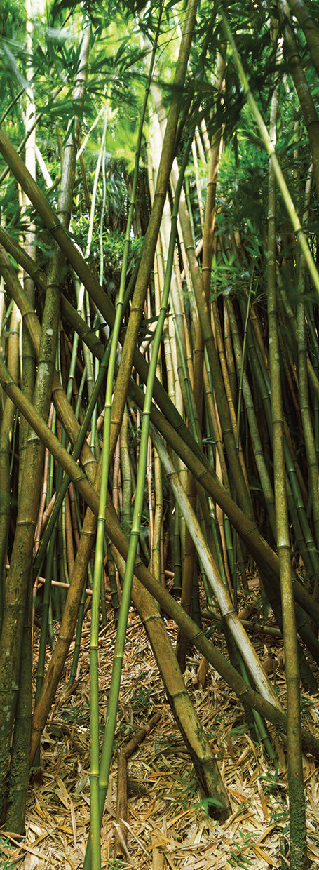 Maui Bamboo Forest
