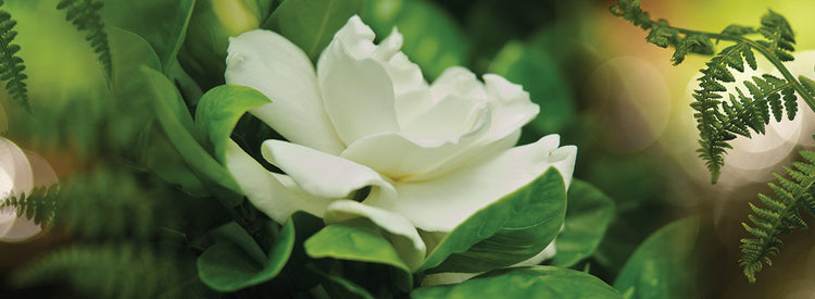Magnolia blanca fresca Lienzo