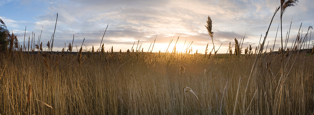 Field Reeds Sundown