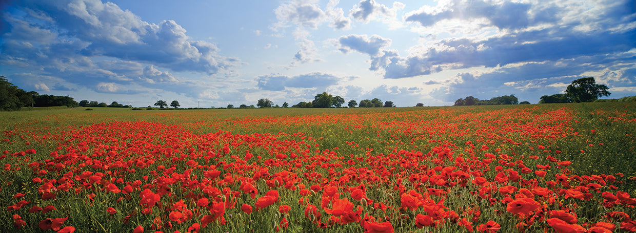 Amapolas rojas inglesas Lienzo