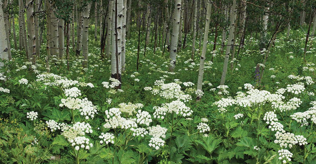 Aspen and Yarrow Blooms