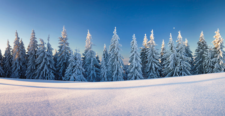 Germany Snowy Evergreens