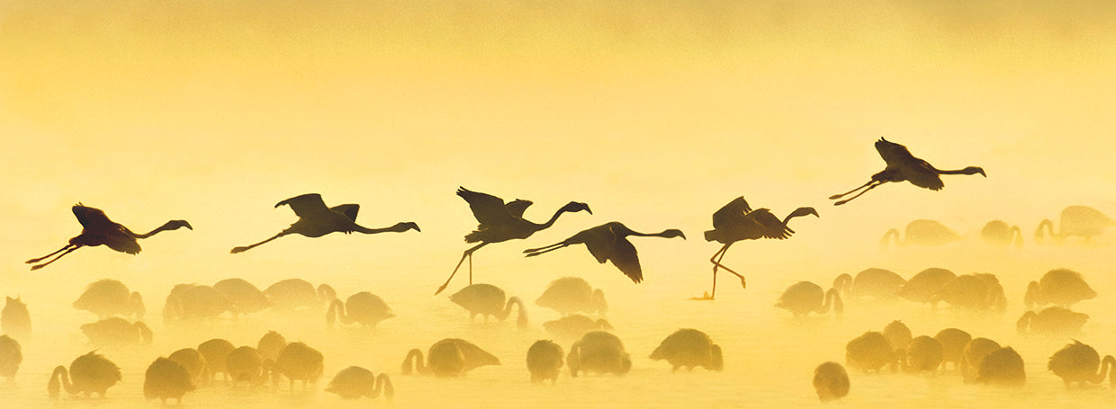 Golden Flamingo Flyers