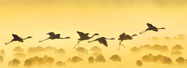 Golden Flamingo Flyers