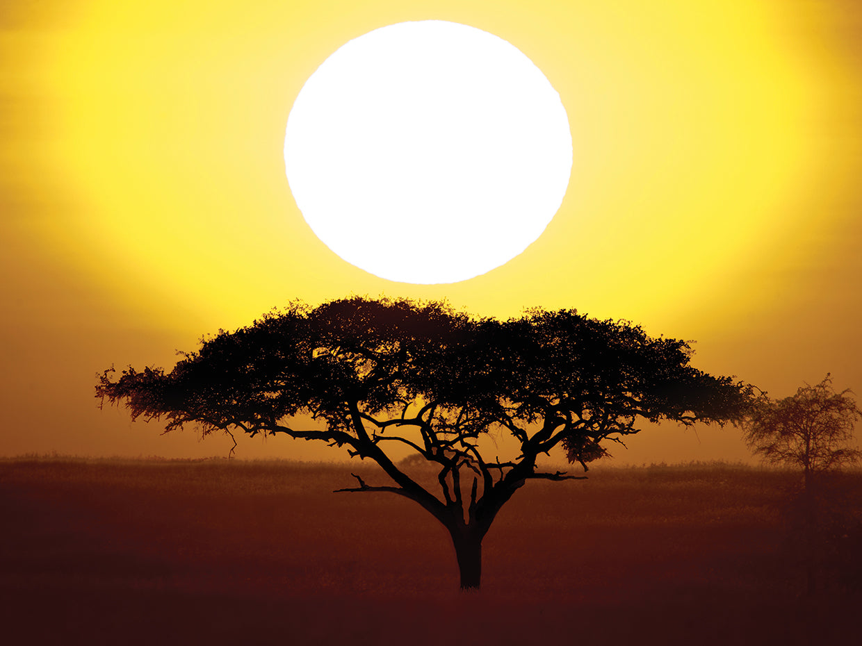 Árbol Amanecer Tanzania Lienzo