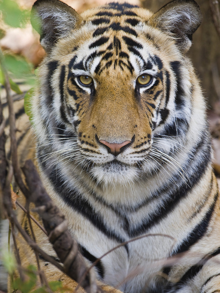 Rayas de tigre de intensidad Lienzo