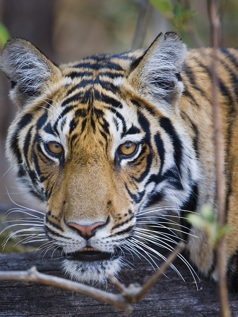 Big Bengal Tiger Hunting