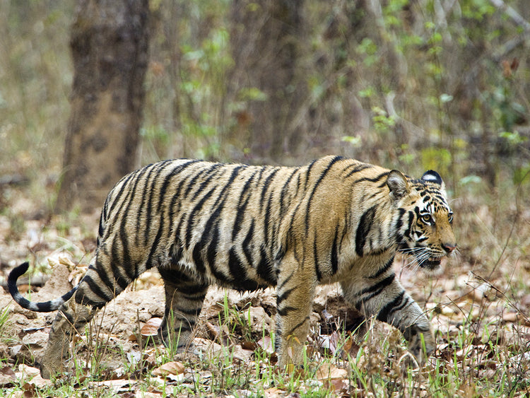 Indian Forest Tiger