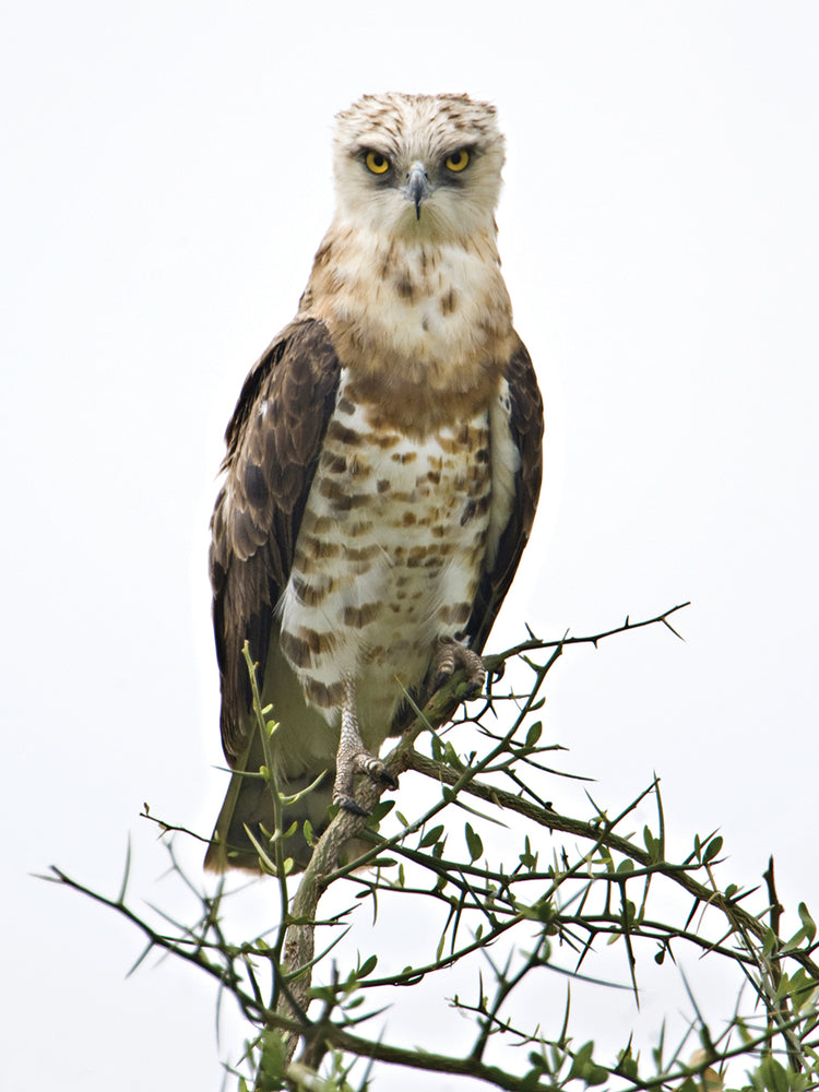 Young Snake Eagle