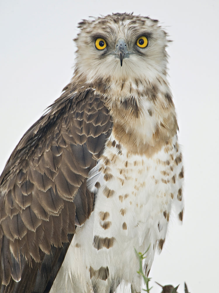 Águila de plumas africanas Lienzo