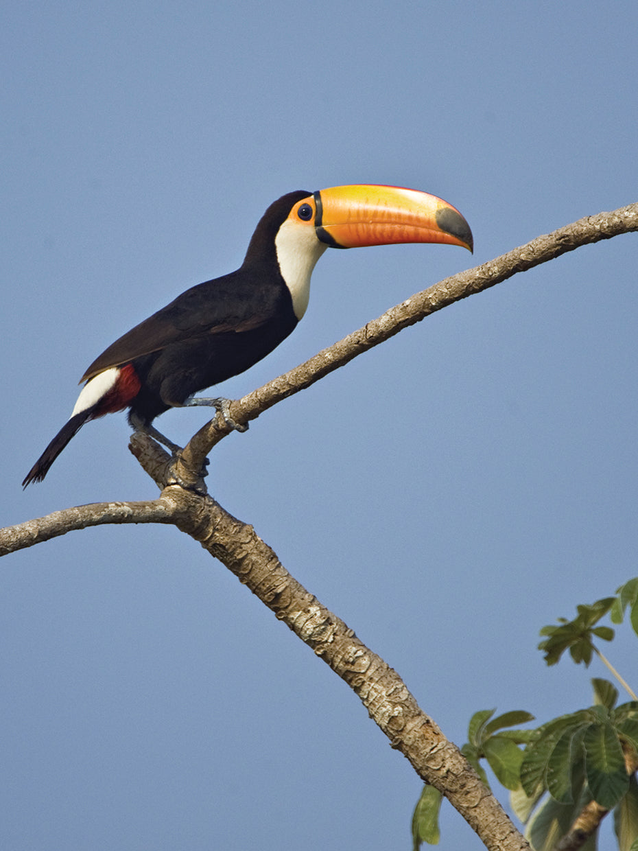 Brazil Toco Toucan
