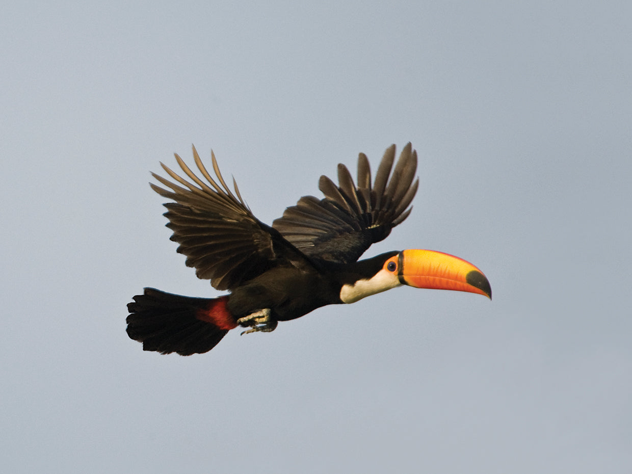 Flying Tropical Toucan