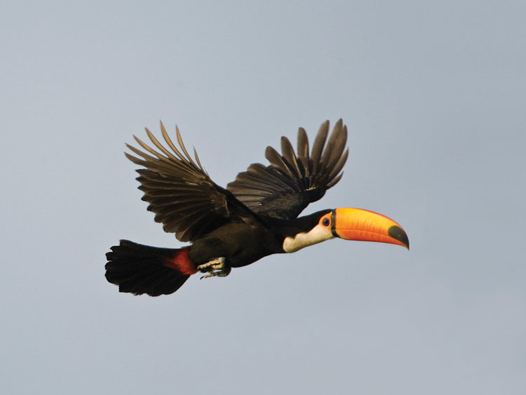 Flying Tropical Toucan