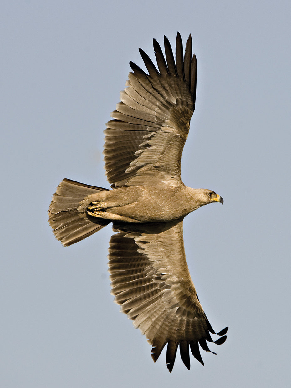 Libertad de águila de Stepee Lienzo