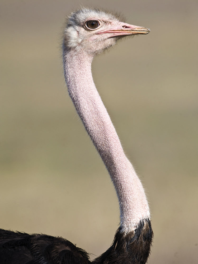 African Ostrich