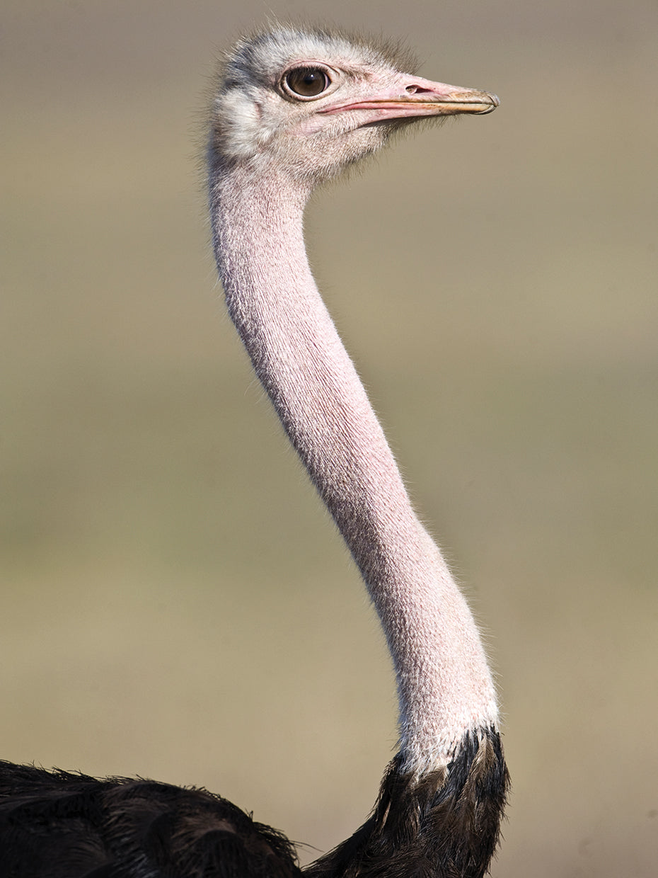 African Ostrich