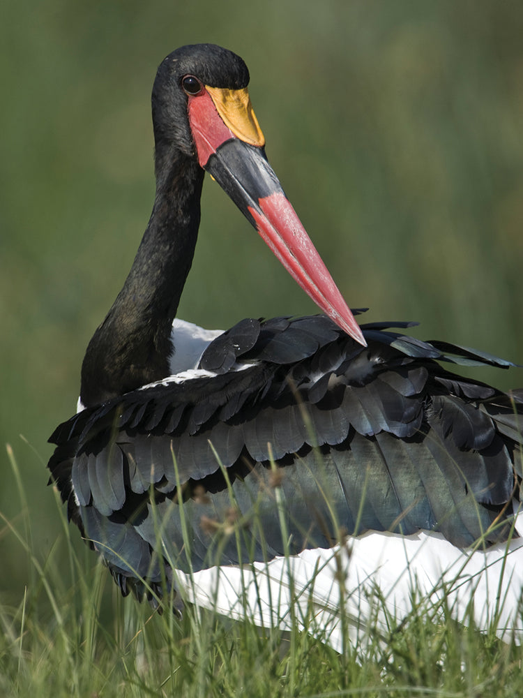 Cigüeña de plumas oscuras Lienzo