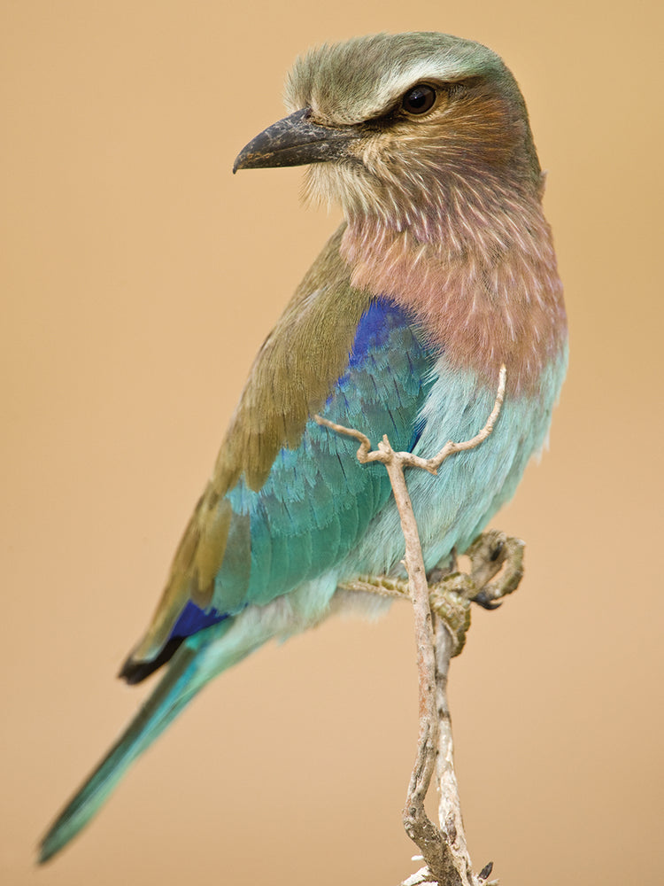 Pájaro rodillo lila de Kenia Lienzo