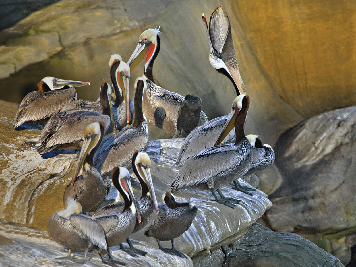 Coastal Brown Pelicans