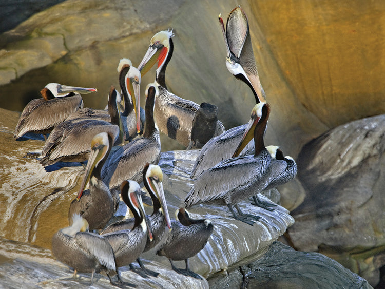 Coastal Brown Pelicans