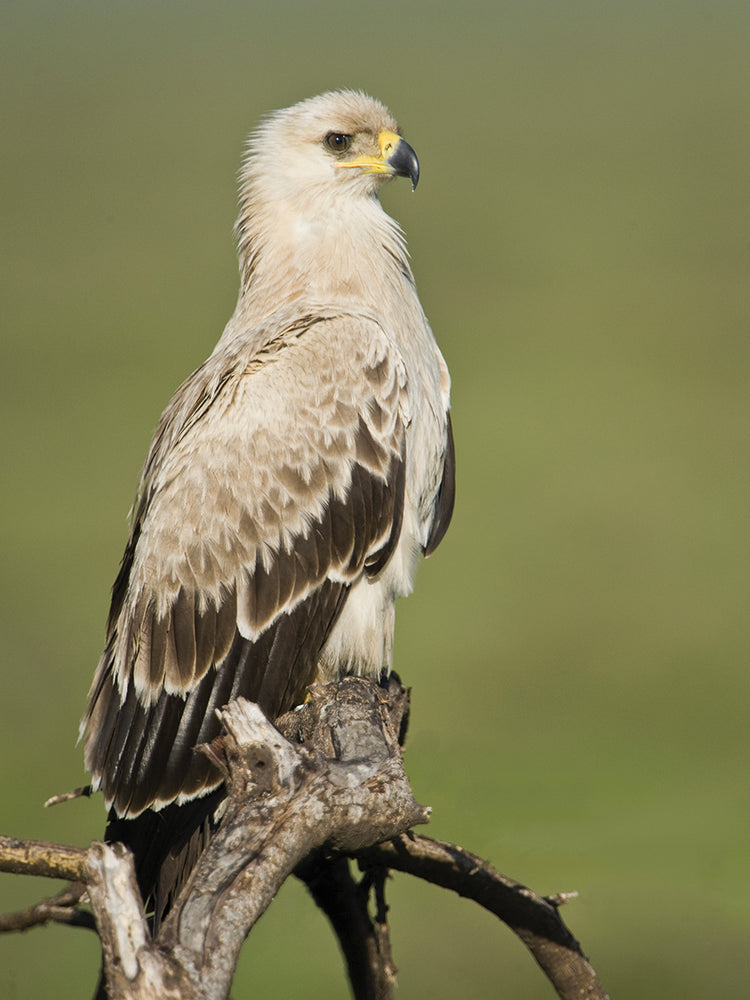 Águila leonada descansando Lienzo