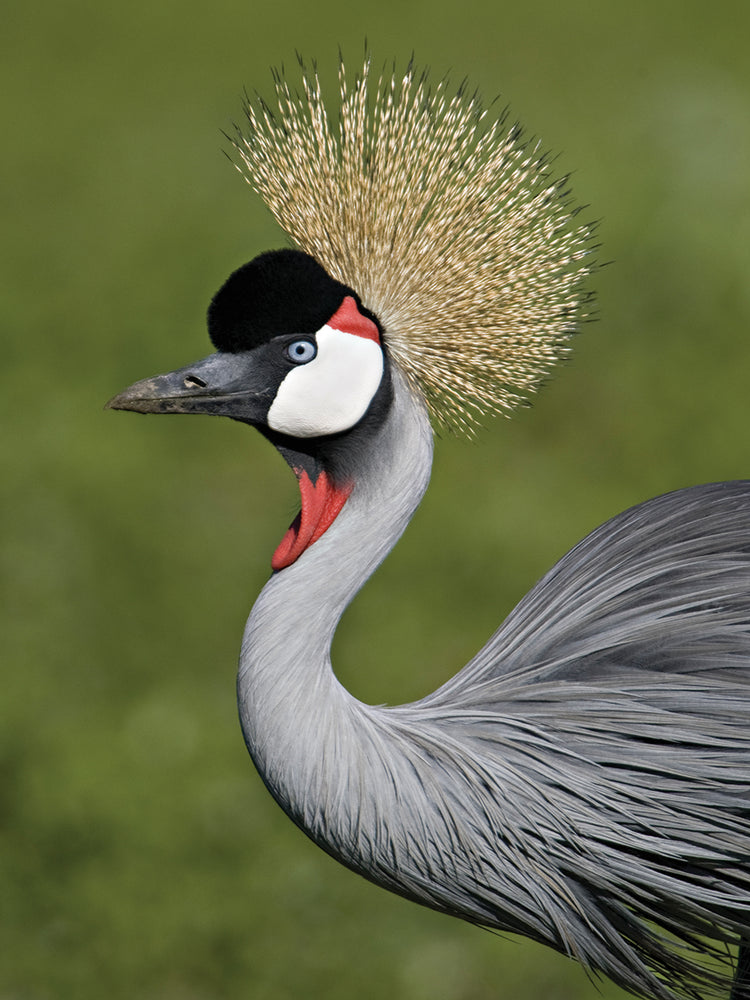 Fancy Crowned Crane