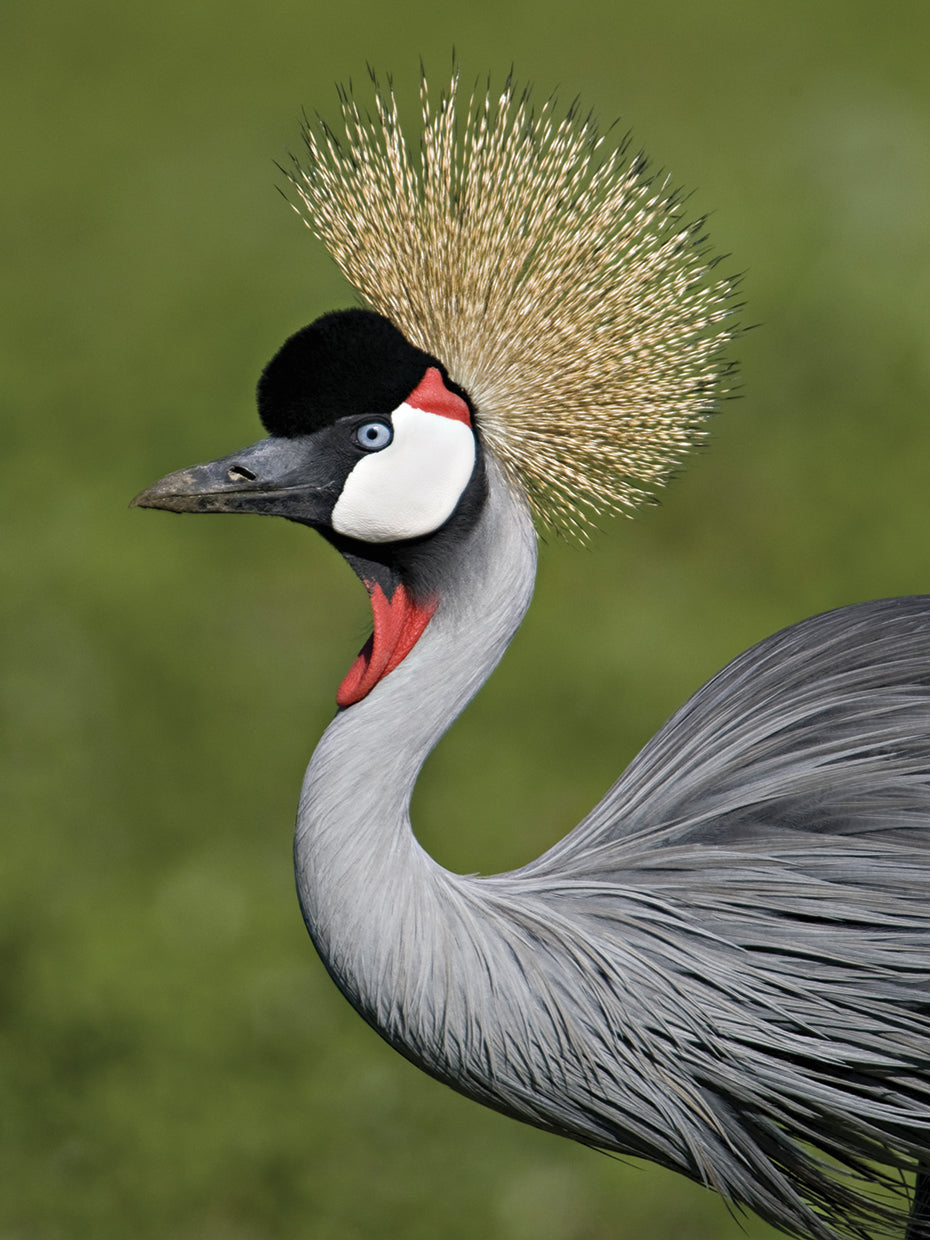 Fancy Crowned Crane