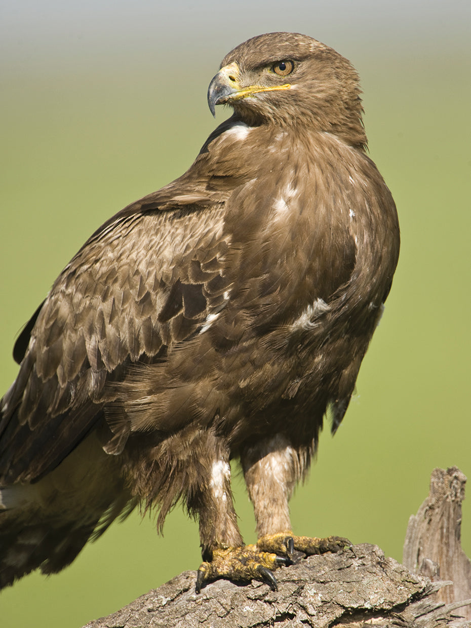 Mirada de águila de estepa Lienzo