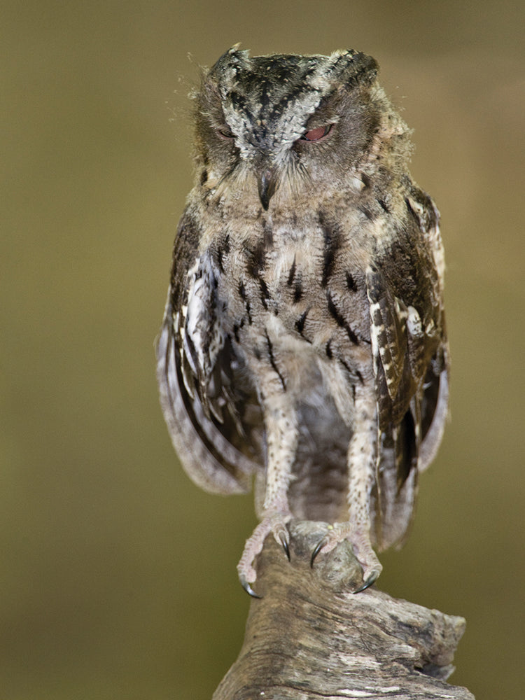 Madagascar Owl Sleepy
