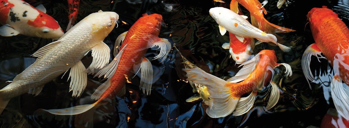 Colorful Koi Dark Pond