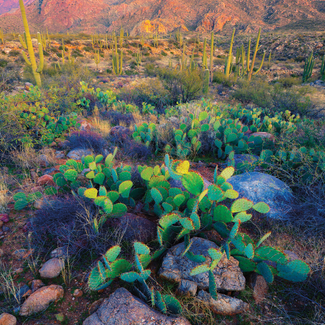 Cactus de Oro Valley Arizona Lienzo