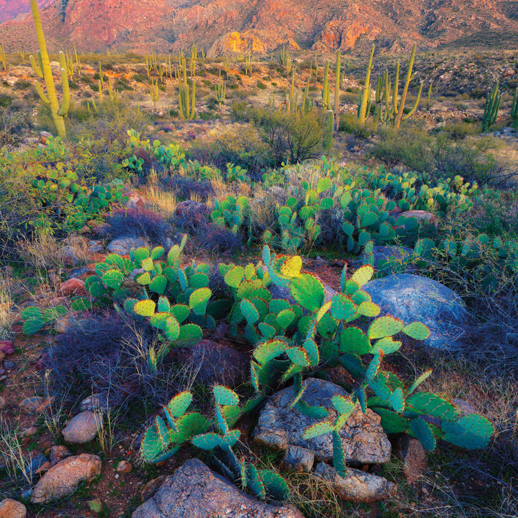 Cactus de Oro Valley Arizona Lienzo