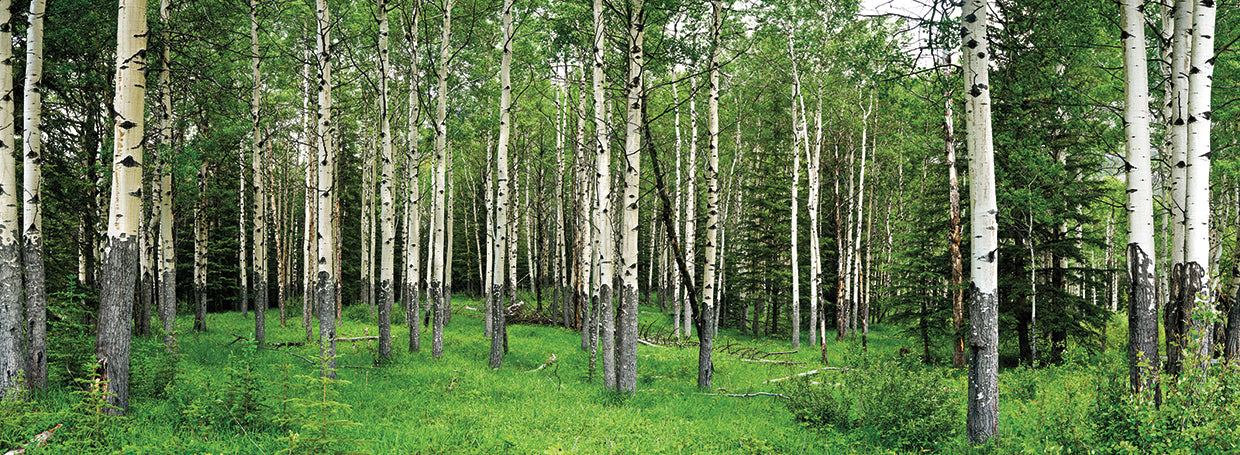 Bosque canadiense de Aspen Lienzo