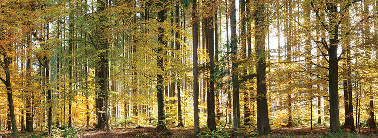 German Gold Forest