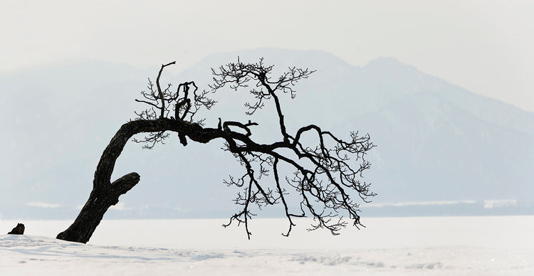 Ramas japonesas de invierno Lienzo
