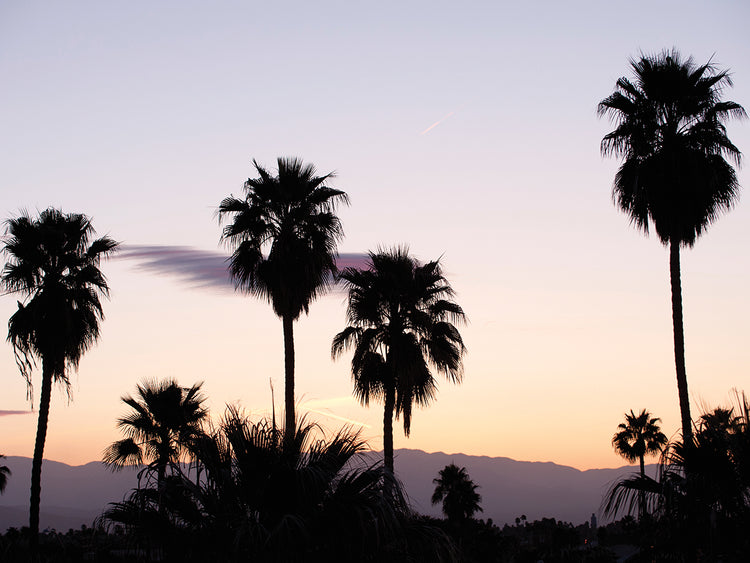 Mod Palms Palm Springs