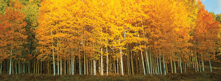 Going for Gold Aspens