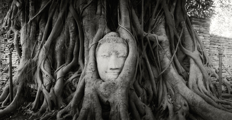 Thai Buddha Roots
