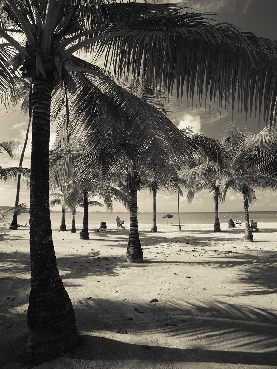 Palmas de playa puertorriqueñas Lienzo
