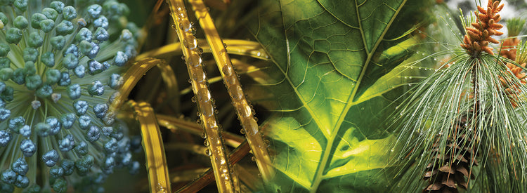 Hojas verdes de lluvia fresca Lienzo