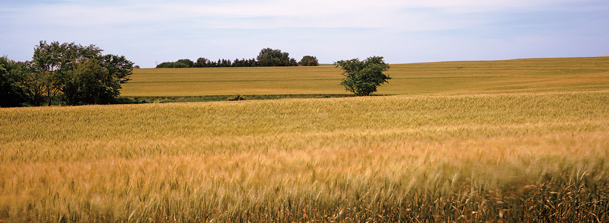 Kansas Wheat Field