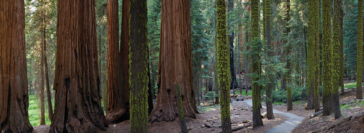 Mossy Redwoods Forest