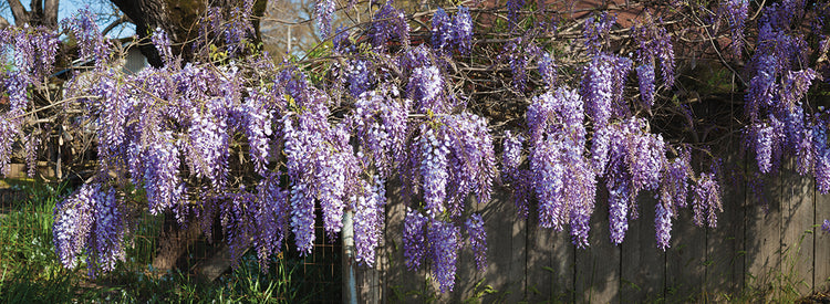 Glicinas en flor Lienzo