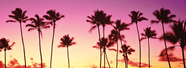 Honolulu Pink Palms