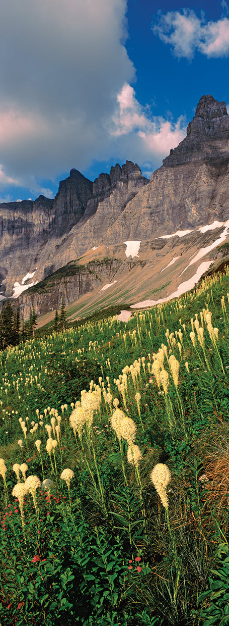 Montana Mountain Grass