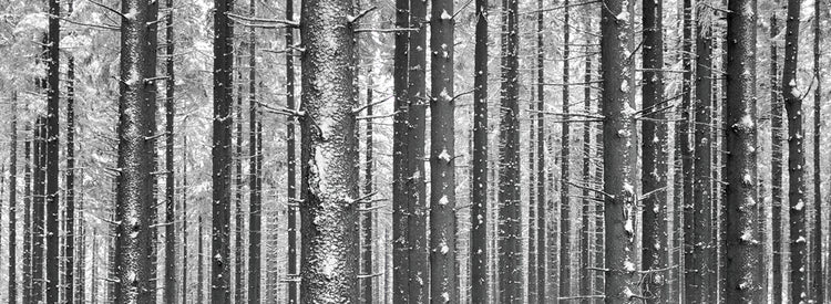 Montaña Kandel Alemania Lienzo