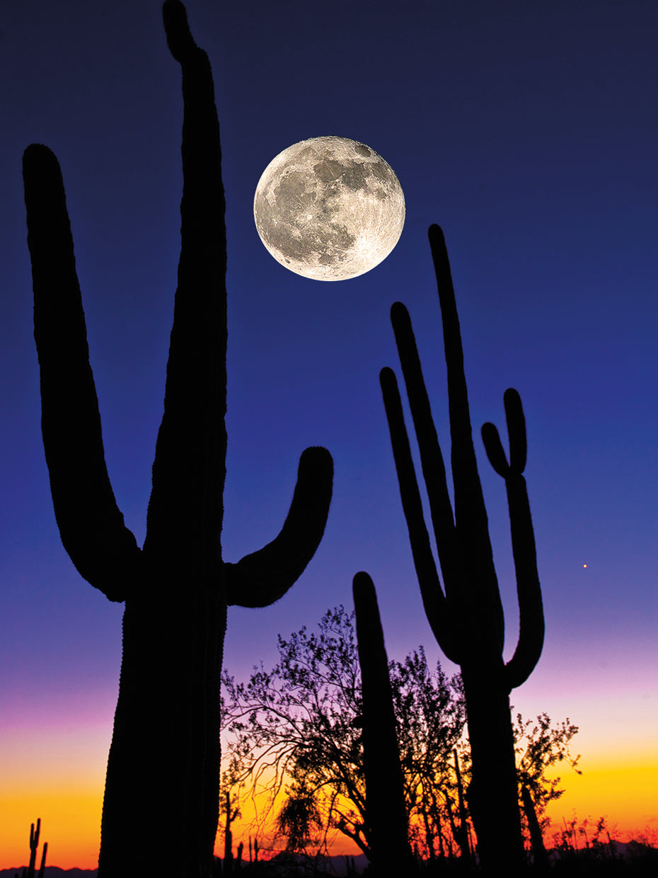 Full Moon Desert Cactus