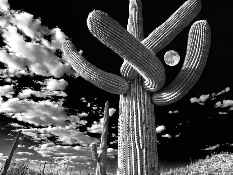 Cactus torcido de Tucson Lienzo