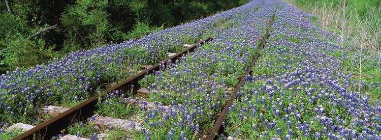 Texas Spring Bluebonnets