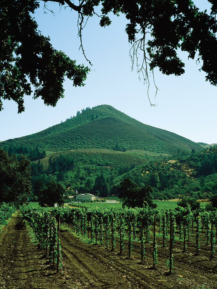 Bodega St Jean Sonoma Lienzo